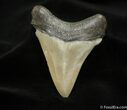 Inch Carcharocles Chubutensis Tooth #1188-1